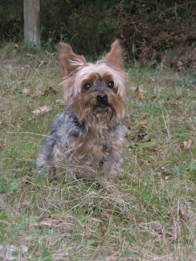 Photo de Yorkshire terrier