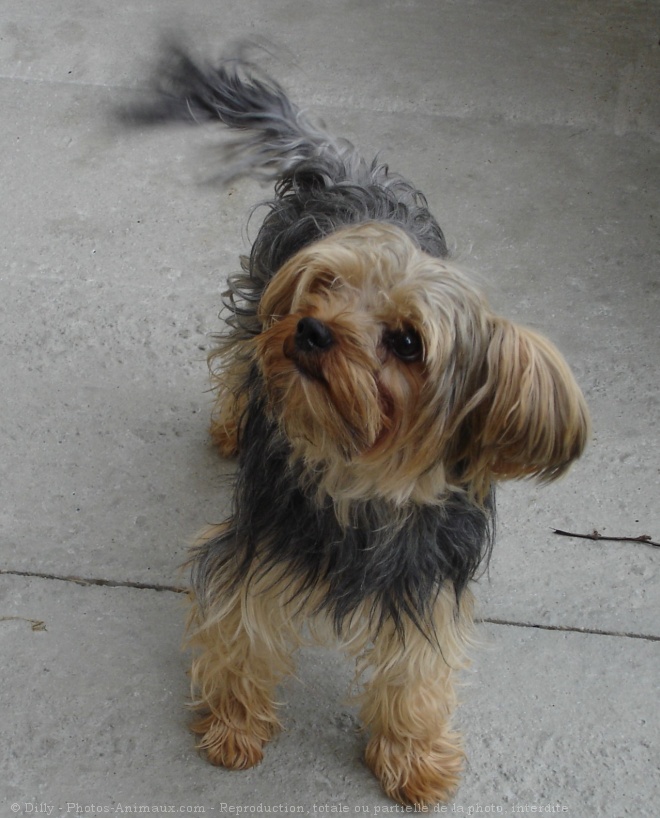 Photo de Yorkshire terrier