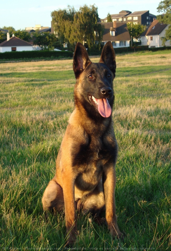 Photo de Berger belge malinois