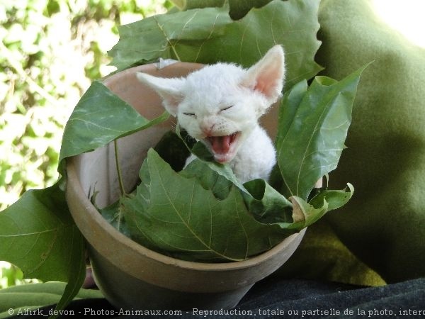 Photo de Devon rex