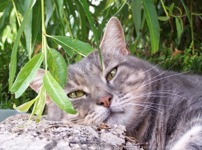 Photo de Chat domestique