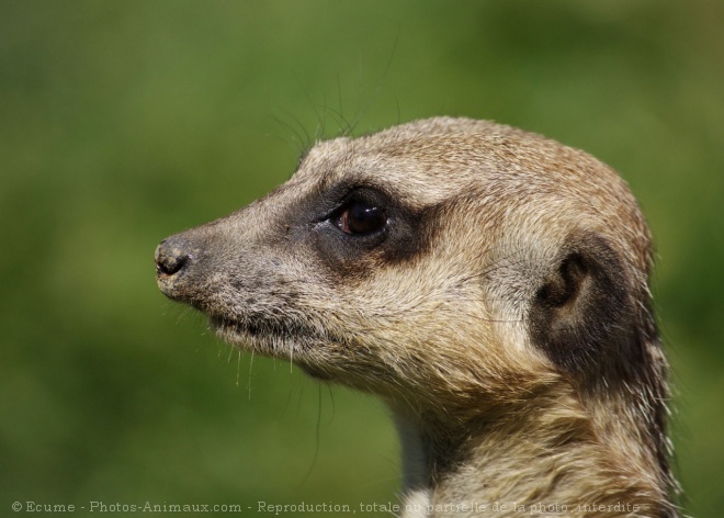 Photo de Suricate