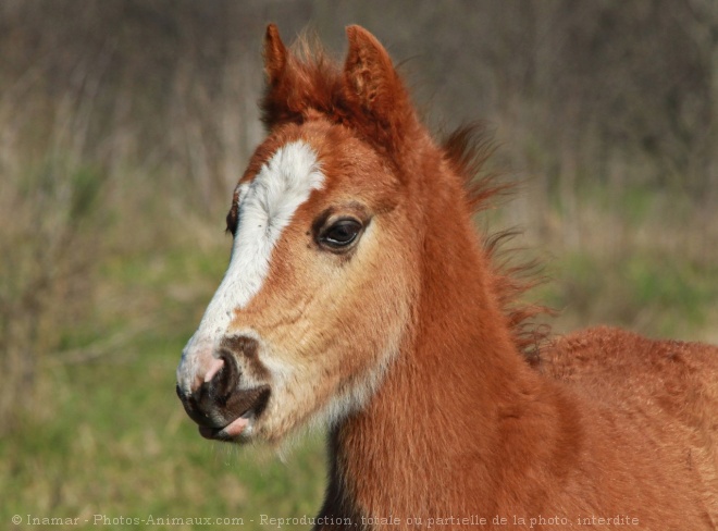 Photo de Races diffrentes