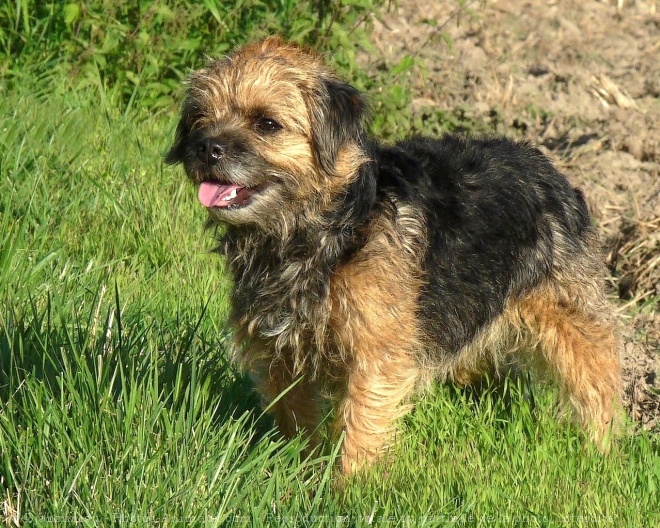 Photo de Border terrier