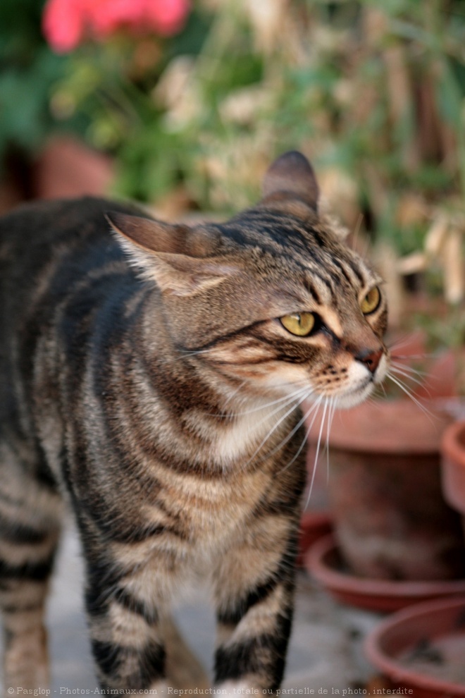 Photo de Chat domestique