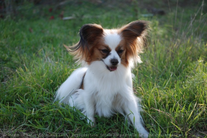 Photo d'Epagneul nain papillon