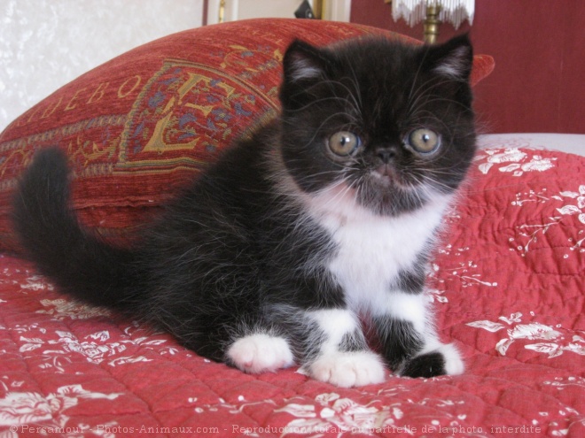 Photo d'Exotic shorthair