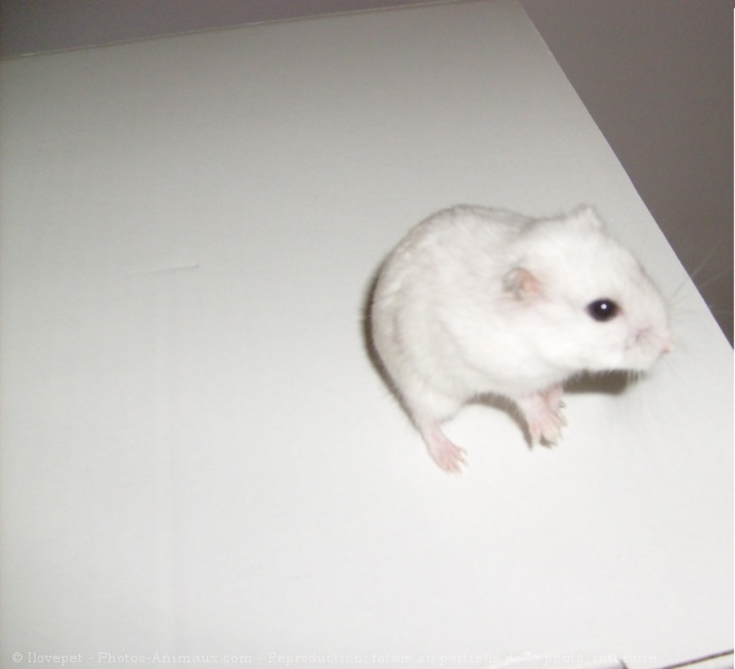 Photo de Hamster