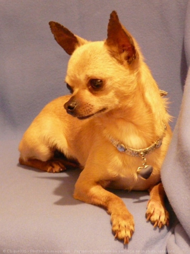 Photo de Chihuahua  poil court