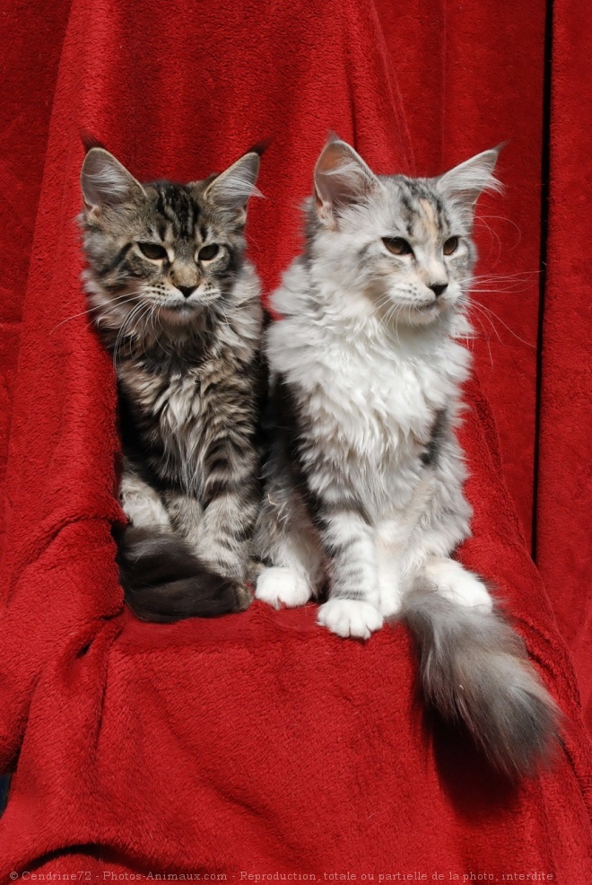 Photo de Maine coon