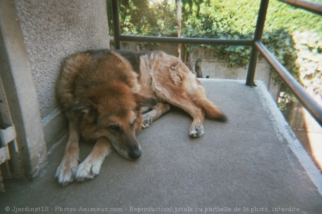 Photo de Berger allemand  poil court