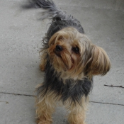 Photo de Yorkshire terrier