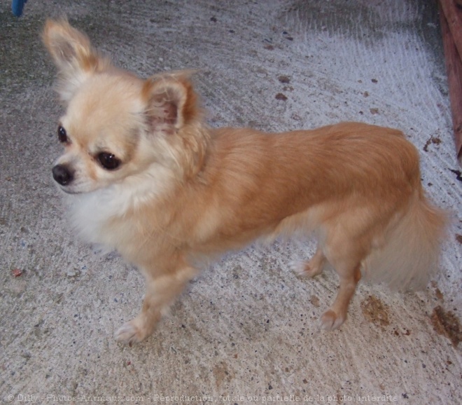 Photo de Chihuahua  poil long