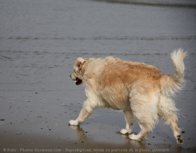 Photo de Golden retriever