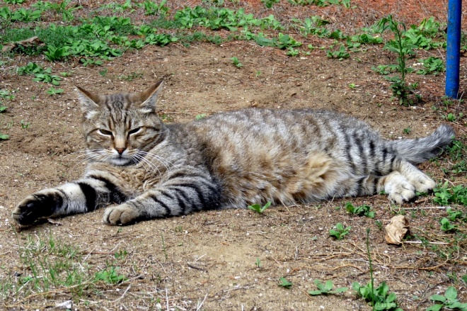 Photo de Chat domestique