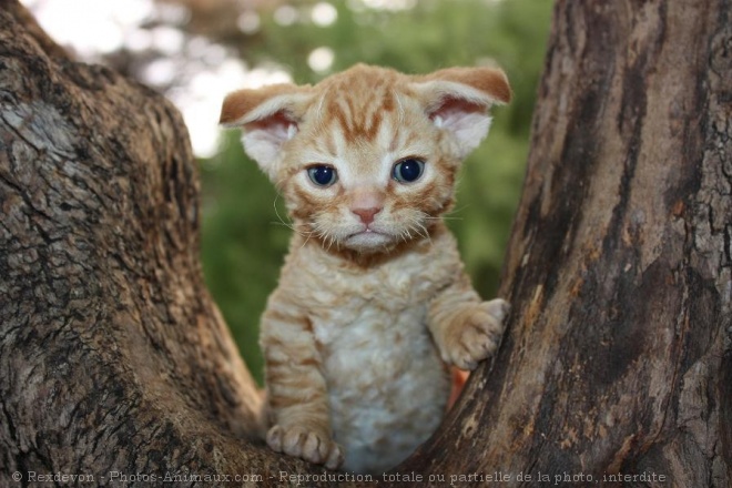 Photo de Devon rex