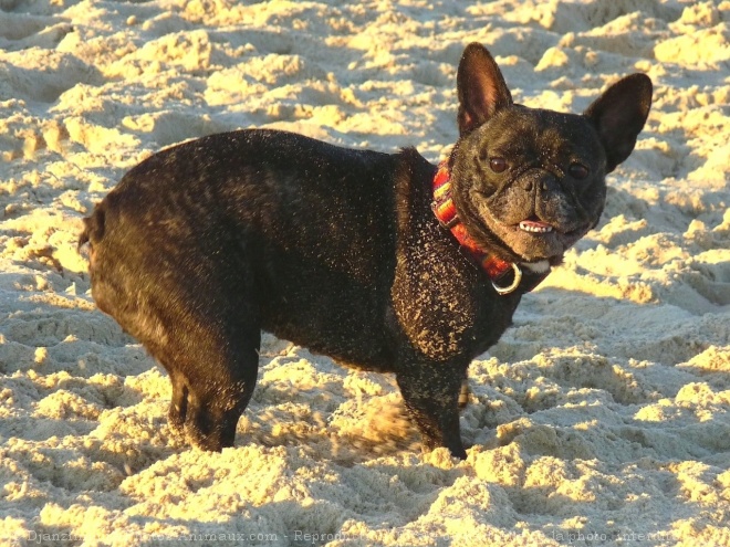 Photo de Bouledogue franais