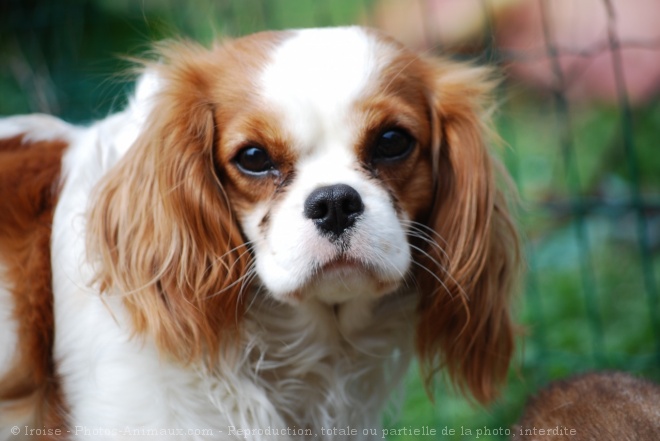 Photo de Cavalier king charles spaniel