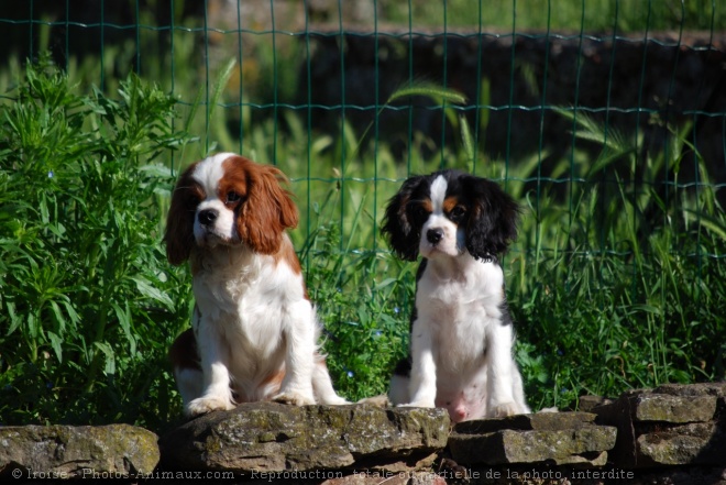 Photo de Cavalier king charles spaniel