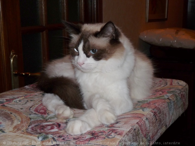 Photo de Ragdoll