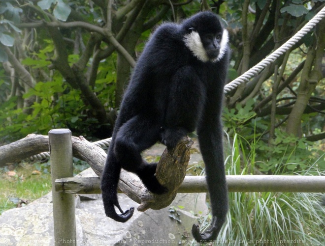 Photo de Singe - gibbon