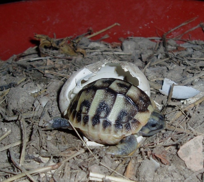 Photo de Tortue