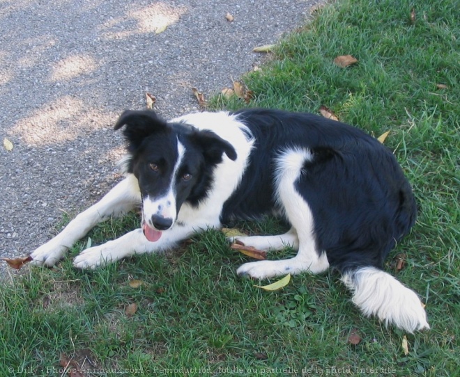 Photo de Border collie