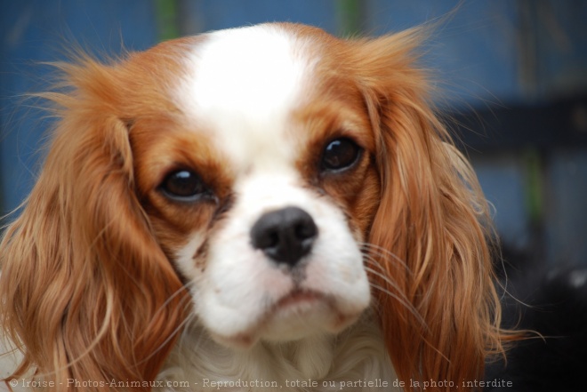 Photo de Cavalier king charles spaniel