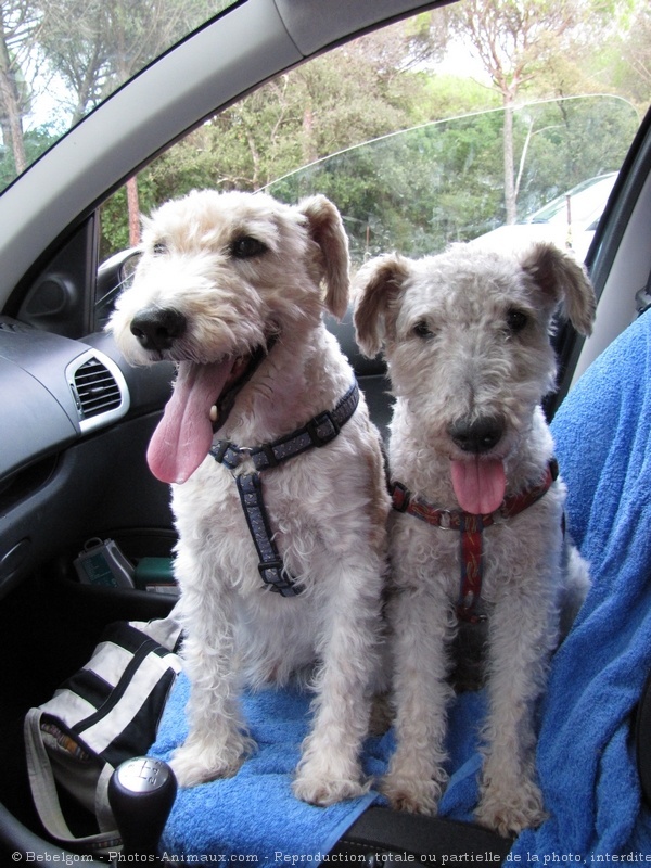 Photo de Fox terrier  poil dur