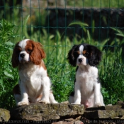 Photo de Cavalier king charles spaniel