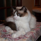 Photo de Ragdoll