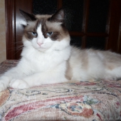 Photo de Ragdoll