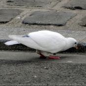 Photo de Colombe