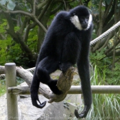 Photo de Singe - gibbon