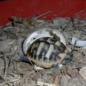 Photo de Tortue