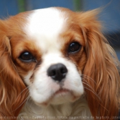 Photo de Cavalier king charles spaniel