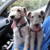 Photo de Fox terrier  poil dur