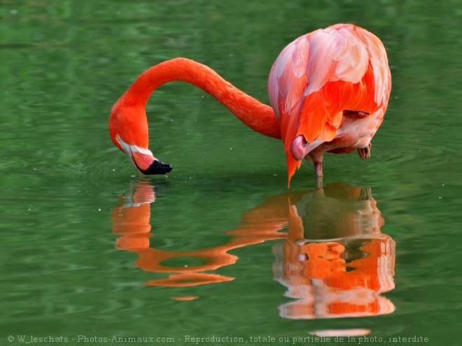 Photo de Flamand rose