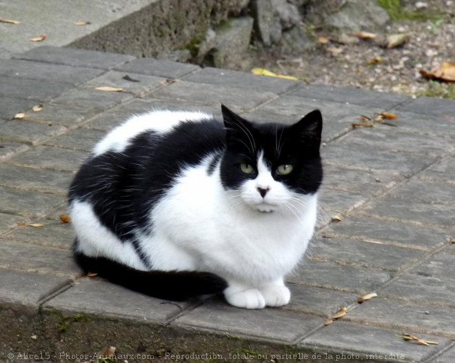 Photo de Chat domestique