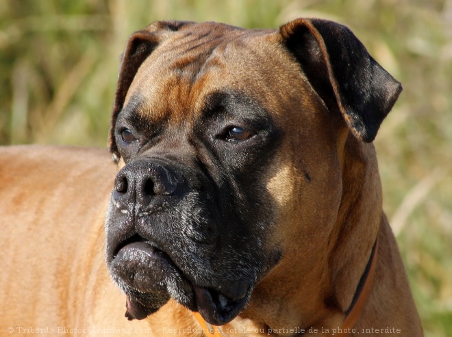 Photo de Boxer