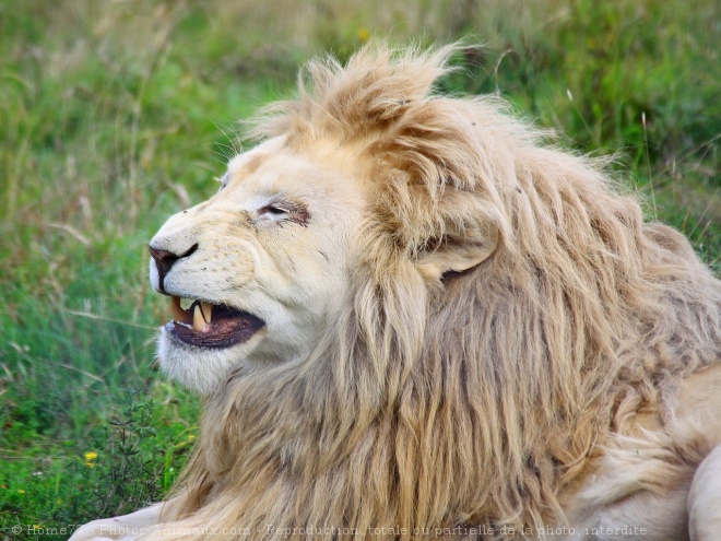 Photo de Lion