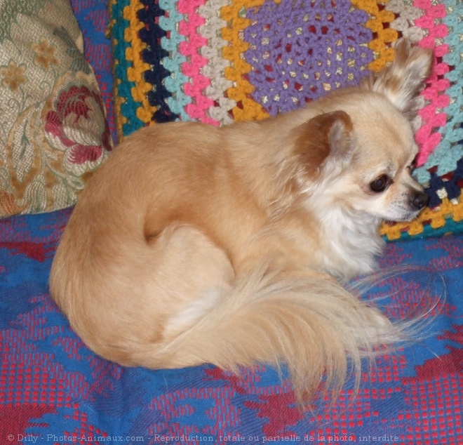 Photo de Chihuahua  poil long