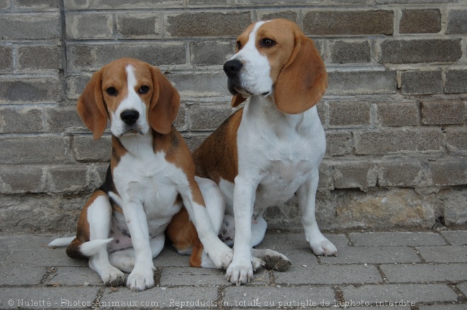 Photo de Beagle