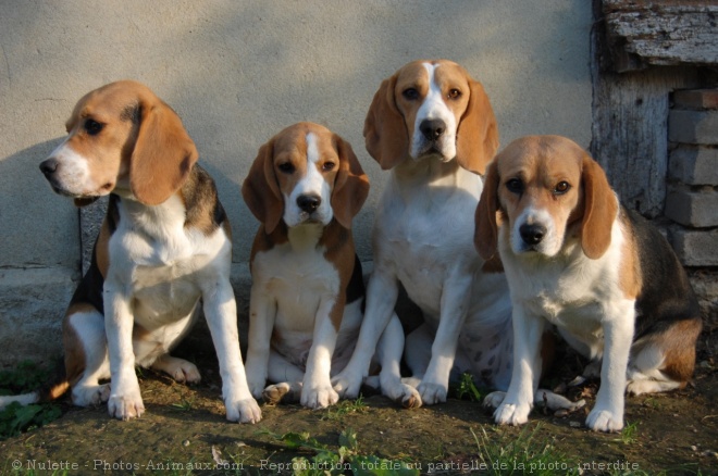 Photo de Beagle