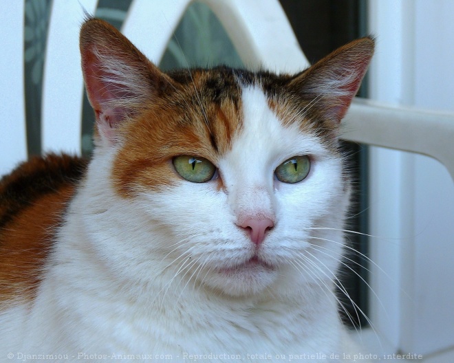 Photo de Chat domestique