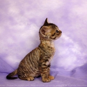 Photo de Devon rex