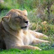 Photo de Lion