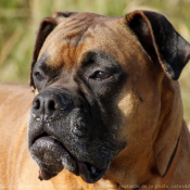 Photo de Boxer