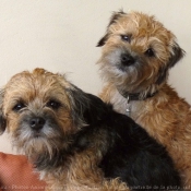 Photo de Border terrier