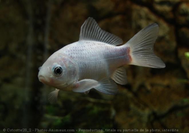 Photo de Poissons rouges